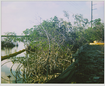 Mangrove, Key Largo, 2007